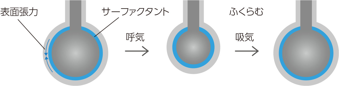 肺サーファクタントの働きイメージ図。肺胞はとても小さな袋であり、膨らみにくい性質があります。肺胞が膨らまないと空気が入らず、正常な呼吸ができません。肺サーファクタントは、肺胞壁にかかる表面張力を弱め、肺胞が萎縮しないようにしています。